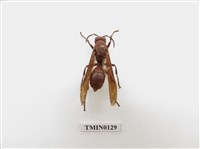 藏品(蜂)的圖片